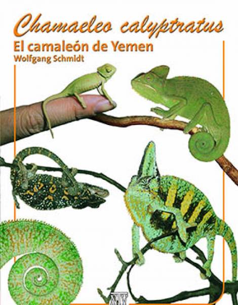 Chamaeleo calyptratus: El camaleón de Yemen